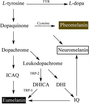 The biochemistry of melanogenesis: an insight into the function and mechanism of melanogenesis-related proteins